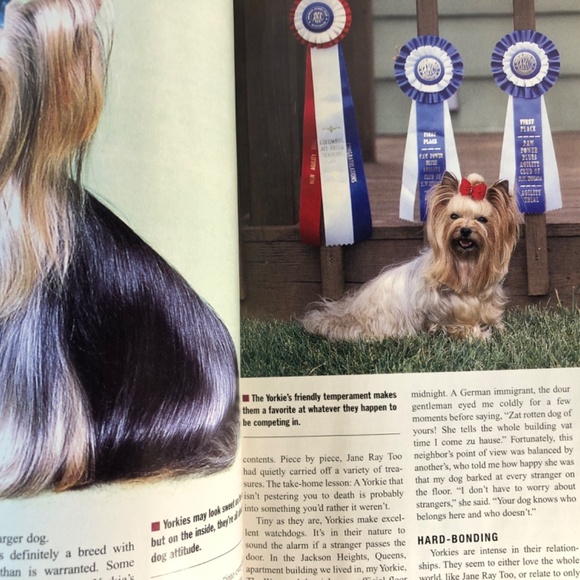 Yorkshire Terriers All About America's Favorite Dogs Magazine - Picture 4 of 6